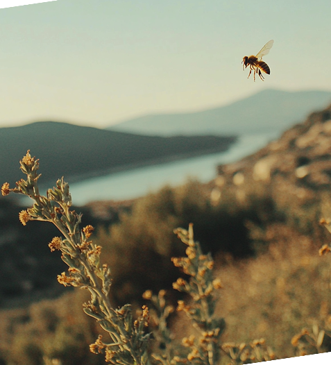 karolos6591_a_zoom_in_photo_of_a_Honey_from_Lesvos_in_lesvos_gr_970b07cd-3e1d-4297-abaf-074fc010a887 4 1